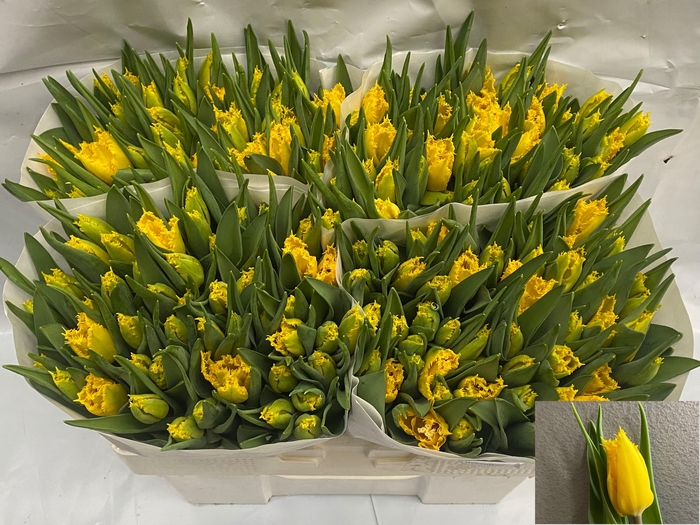 <h4>TU FR AFTERSUN</h4>