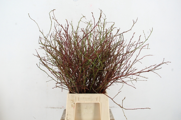 <h4>VACCINIUM(BOSBES) ROOD PER STEM 65/75CM</h4>