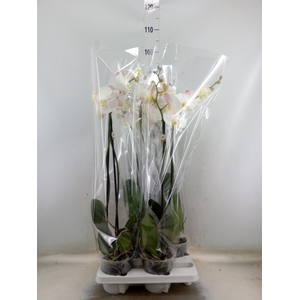 Phalaenopsis   ...white
