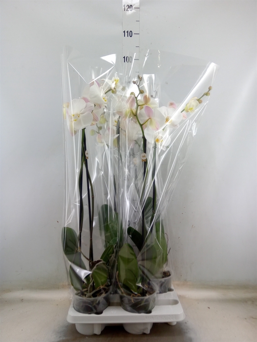<h4>Phalaenopsis   ...white</h4>