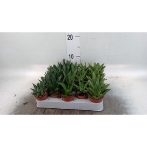 Aloe   ...mix