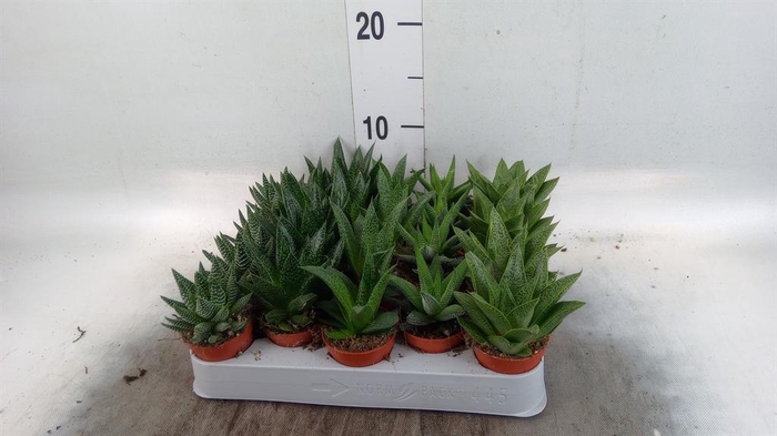 <h4>Aloe ...mix</h4>