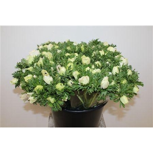 ANEM MARIANNE PANDA WHITE EXTRA