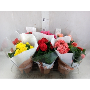 Begonia elat. DU   ...mix