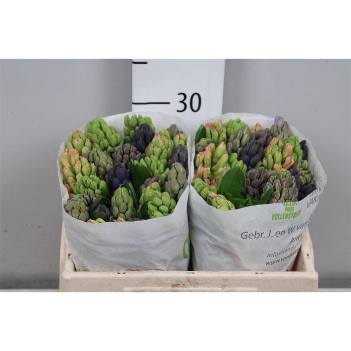 <h4>Hyac Gem 5 Kleuren</h4>