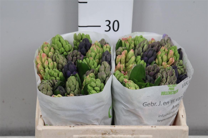 <h4>Hyac Gem 5 Kleuren</h4>