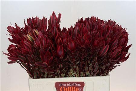 <h4>Leucad Jester 60 Cm</h4>