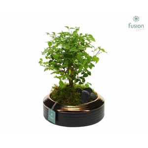 keramiek schaal brons Large met Bonsai