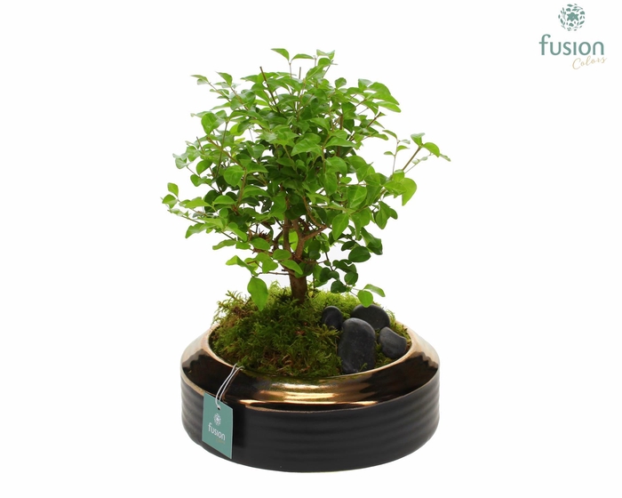 <h4>Schaal keramiek brons Large met Bonsai</h4>