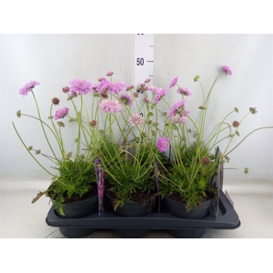 Scabiosa columb. 'Pink Mist'