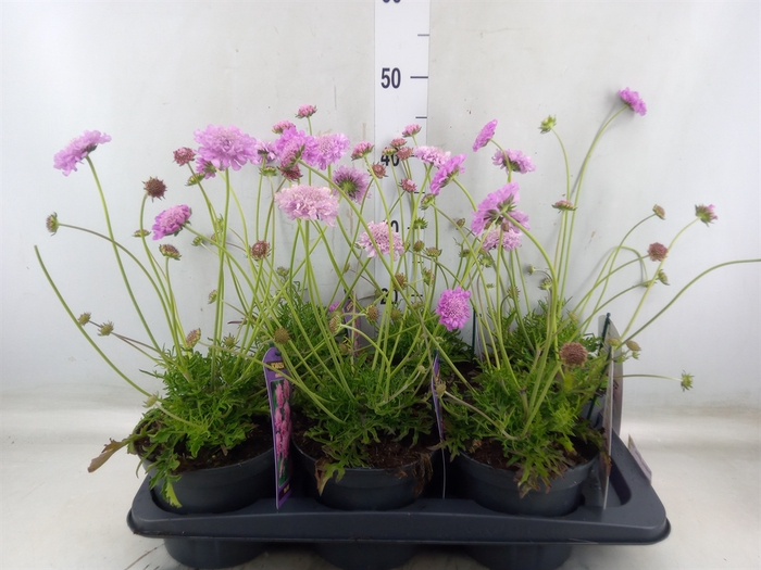 <h4>Scabiosa columb. 'Pink Mist'</h4>