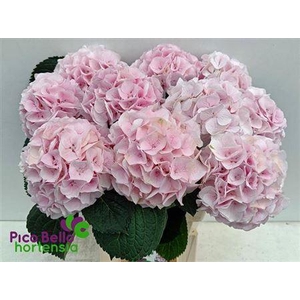 Hydr M My Pinktou Rz 60cm