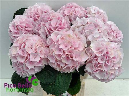 <h4>Hydr M My Pinktou Rz 60cm</h4>