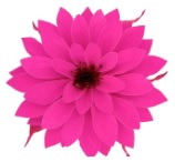 Dahlia pin-07