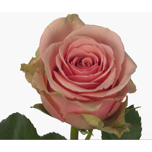 Rosa Premium Geraldine