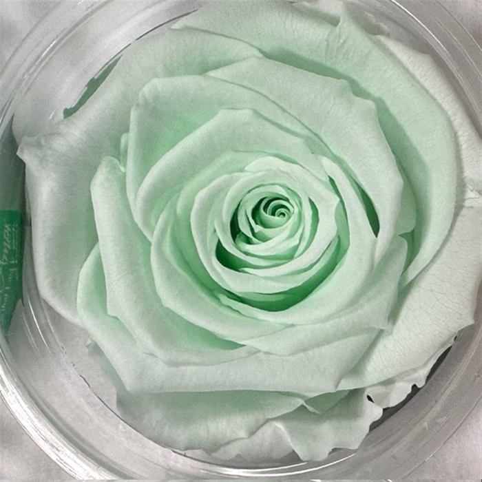 <h4>Pr 1 Gre89 Xl</h4>