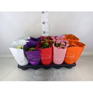 Kalanchoe blos.   ..rosebud rs fl 5