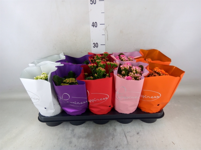 <h4>Kalanchoe blos.   ..rosebud rs fl 5</h4>