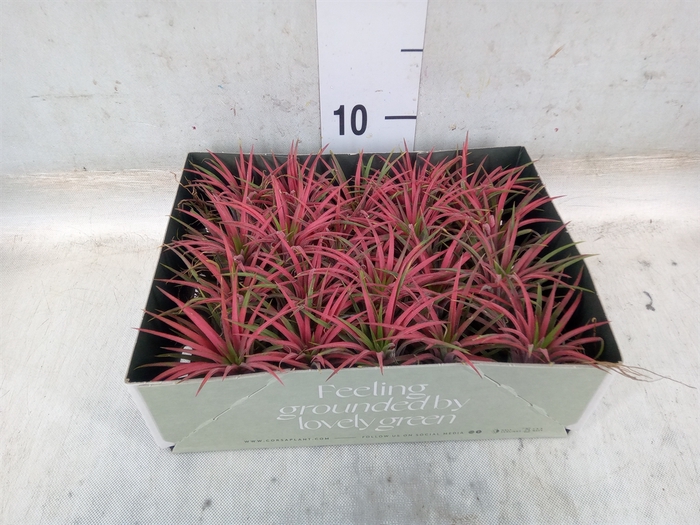 <h4>Tillandsia</h4>