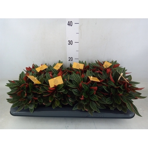 Peperomia caperata 'Rosso'