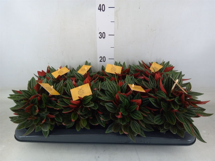 <h4>Peperomia caperata 'Rosso'</h4>