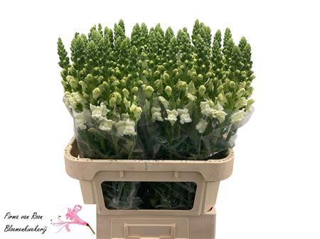 <h4>Antir Antibes White</h4>