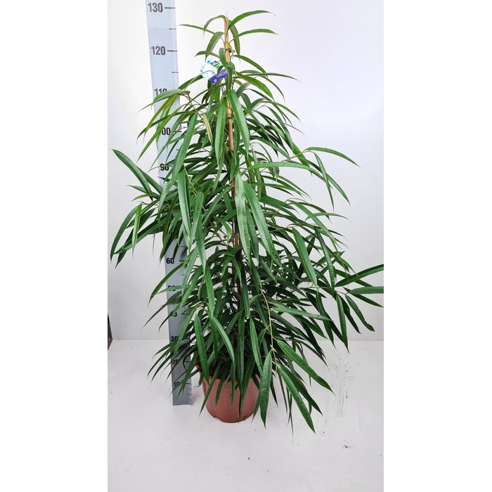 <h4>FIC BIN ALII</h4>