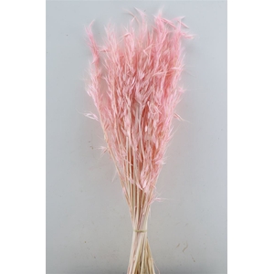 Dried Avena Salv L Pink Bunch