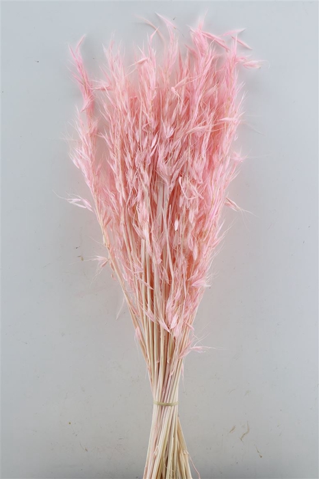 Dried Avena Salv L Pink Bunch