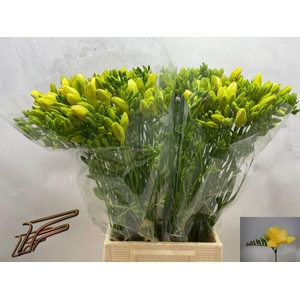 Freesia enk Dukaat