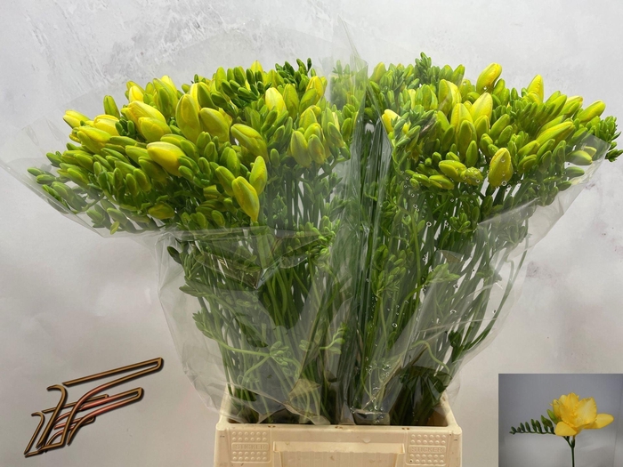 <h4>Freesia enk Dukaat</h4>