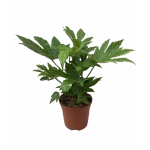 FATSIA JAPONICA p17