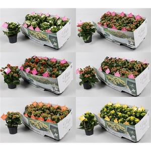 Kalanchoe garden Favorita - diverse kleuren