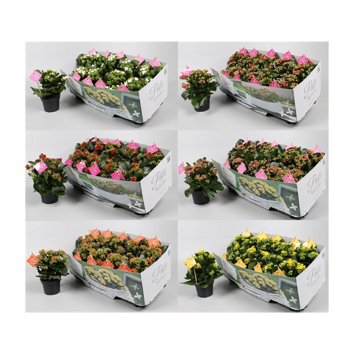 <h4>Kalanchoe garden Favorita - diverse kleuren</h4>