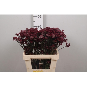 Astr Mag Diamonds Red