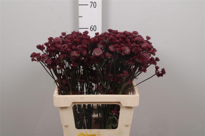 <h4>Astr Mag Diamonds Red</h4>