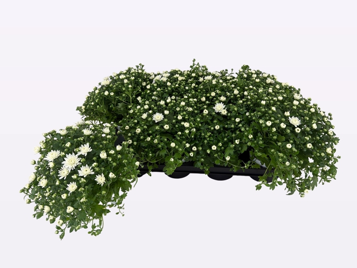 <h4>CHRY FAIR WHITE</h4>