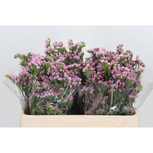 Lim S Lucia Pink