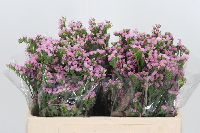 <h4>Lim S Lucia Pink</h4>