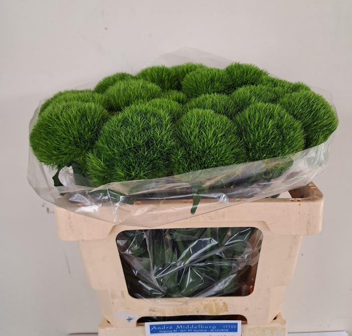 <h4>DI BARB KIWI MELLOW</h4>