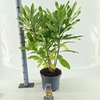 Edgeworthia chrysantha Gra