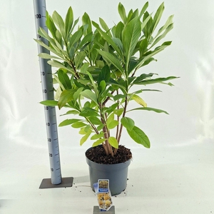 Edgeworthia chrysantha Gra