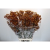 Anigozanthos Gold Fever