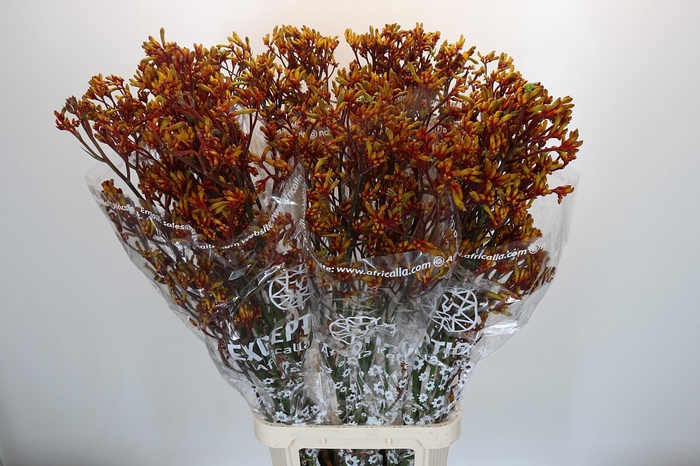 <h4>Anigozanthos Gold Fever</h4>