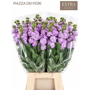 MATTHIOLA IRON MARINE