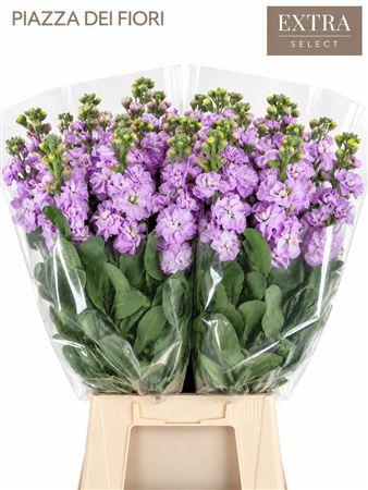 <h4>MATTHIOLA IRON MARINE</h4>