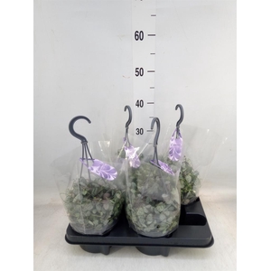 Ceropegia woodii ssp. woodii