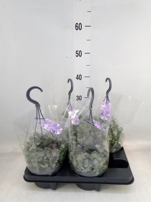 <h4>Ceropegia woodii ssp. woodii</h4>