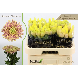 Chr G Rossano Charlotte