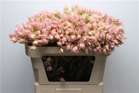 <h4>Blushing Bride Pink 2-5</h4>
